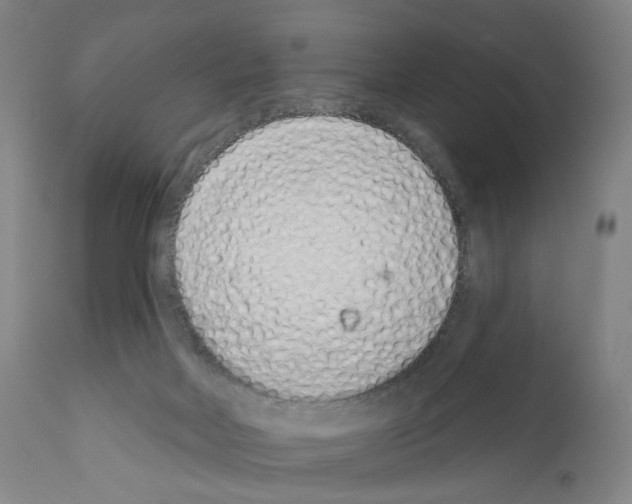 X0000110960026200907311117