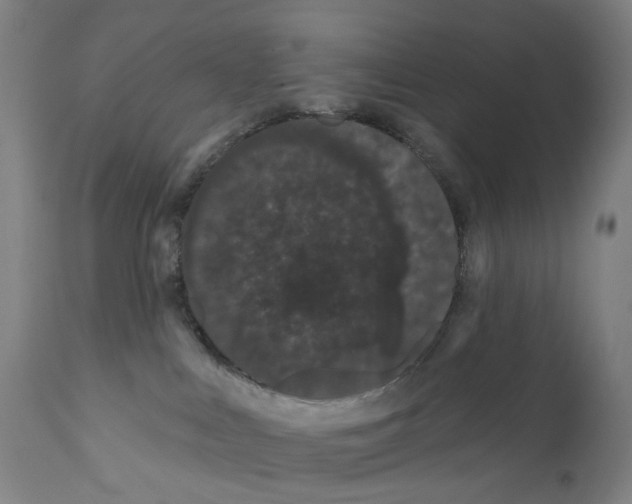 X0000110960043200907311117