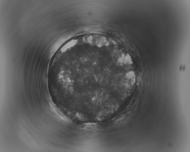 X0000110960052200907311116