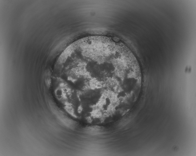 X0000110960069200907311116