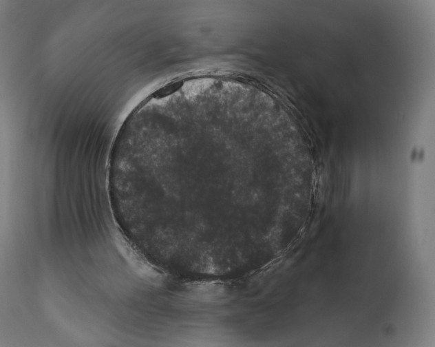 X0000110960100200907311116