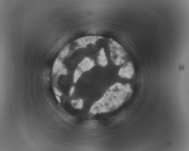 X0000110960127200907311115