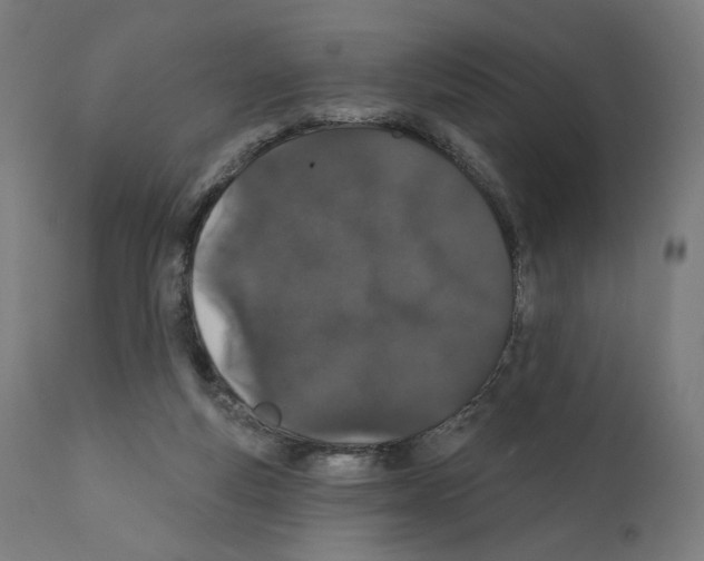 X0000110960163200907311114
