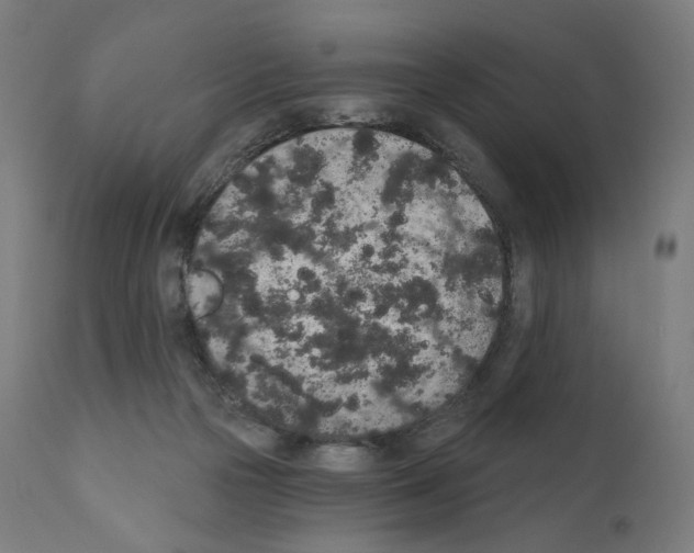 X0000110960169200907311114