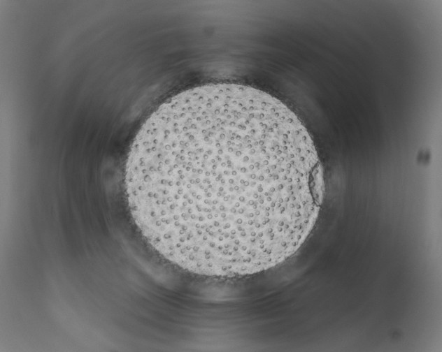 X0000110960179200907311115