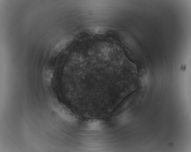 X0000110960235200907311113