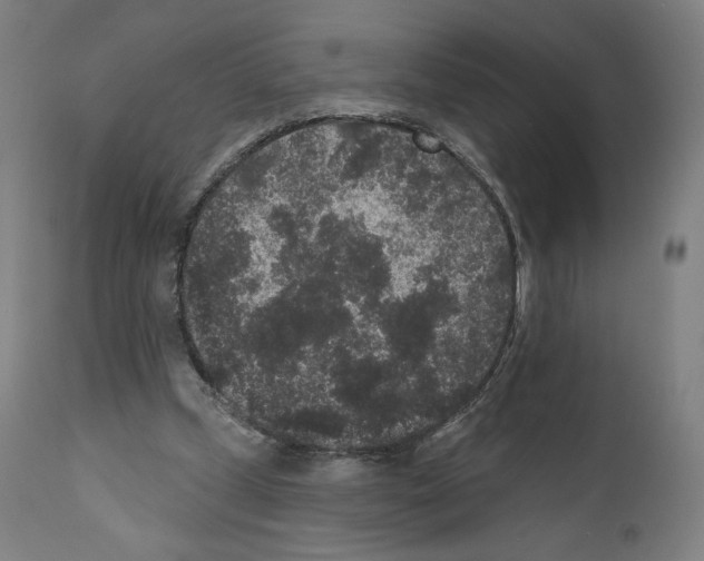 X0000110960249200907311113