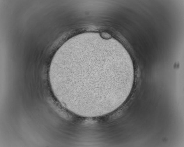 X0000110960257200907311113