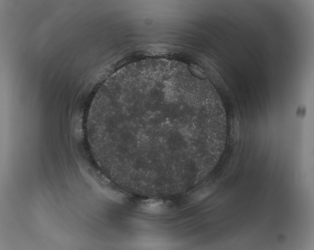 X0000110960267200907311113