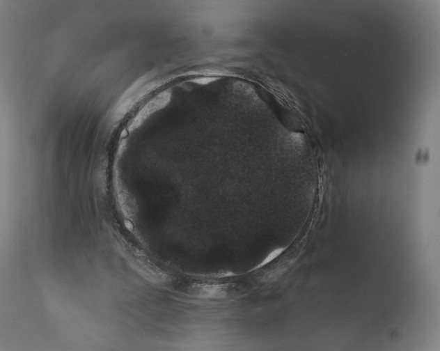 X0000110960295200907311112