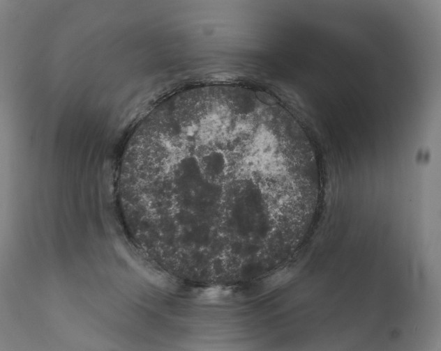X0000110960366200907311112
