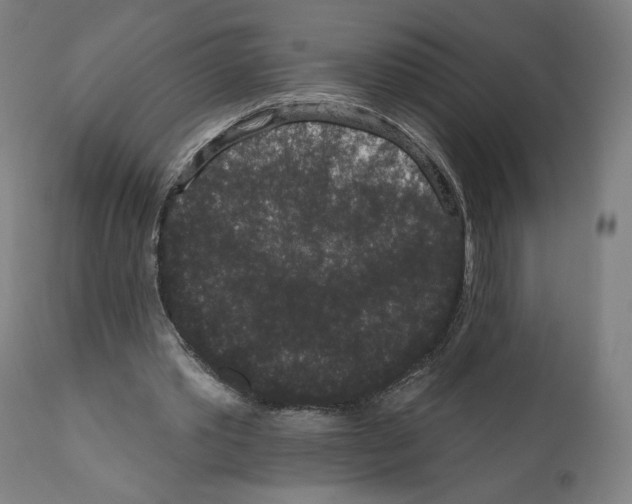 X0000110960389200907311111