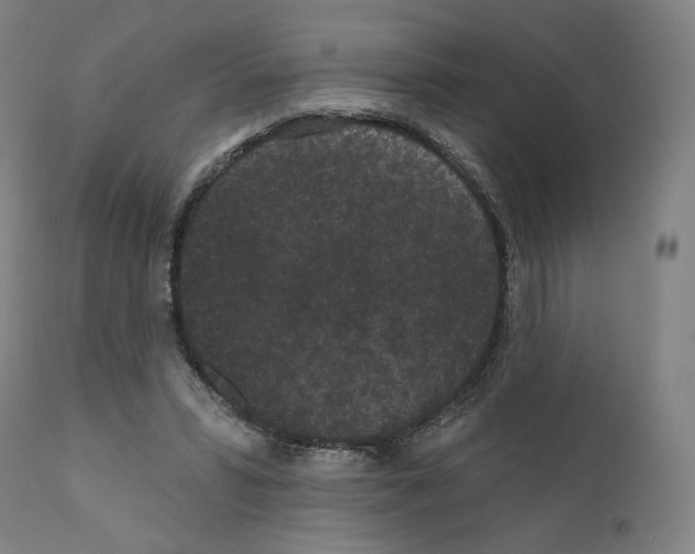 X0000110960399200907311111
