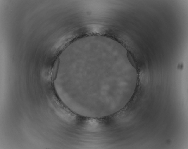 X0000110960423200907311111