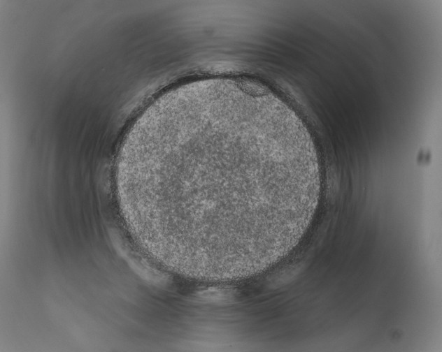 X0000110960447200907311110