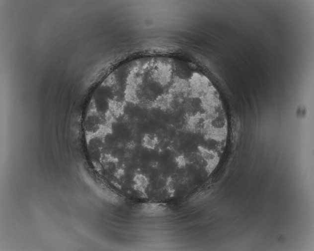 X0000110960451200907311110