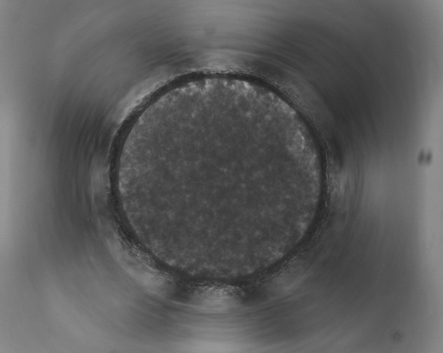 X0000110960488200907311110