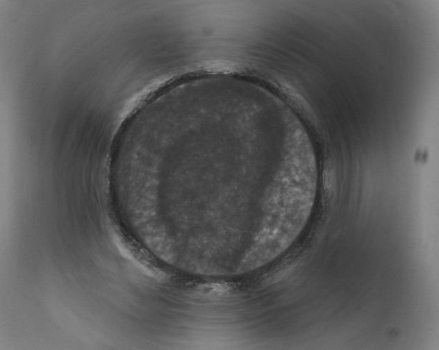 X0000110960492200907311110