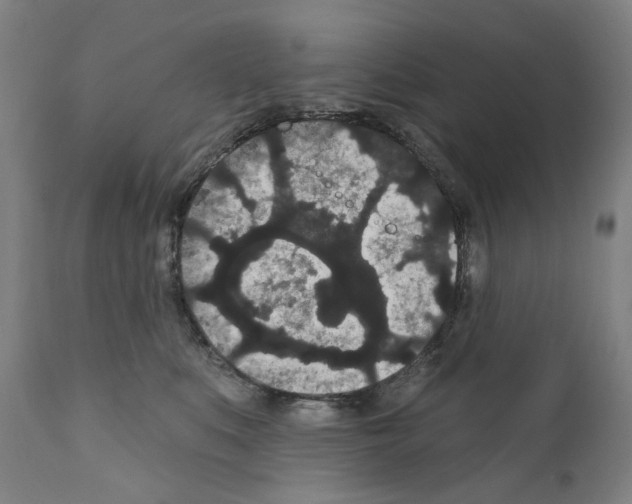 X0000110960519200907311109