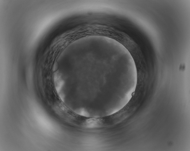 X0000110960526200907311109