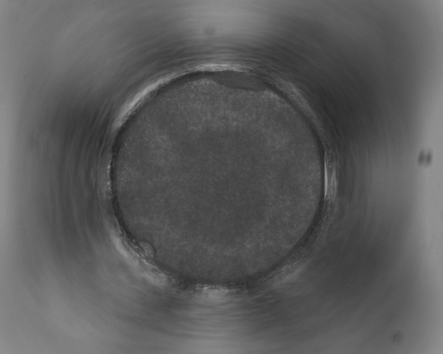 X0000110960531200907311108