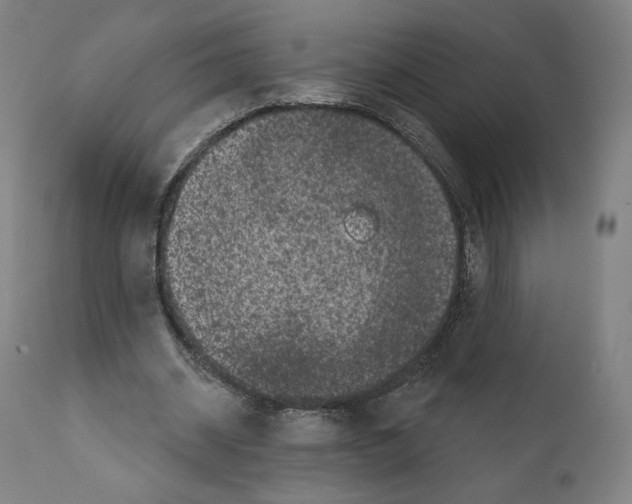 X0000110960534200907311108