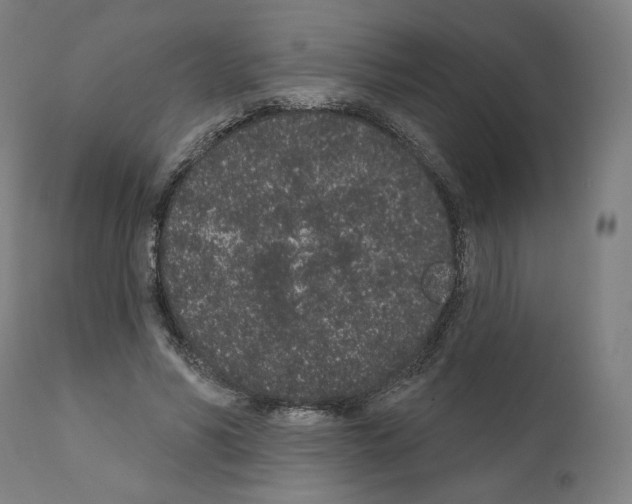 X0000110960590200907311108