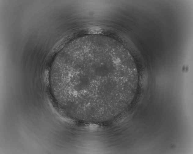 X0000110960598200907311108