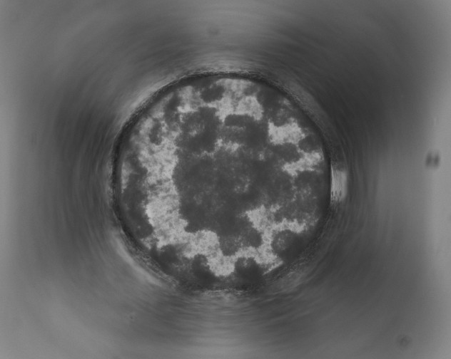 X0000110960627200907311107