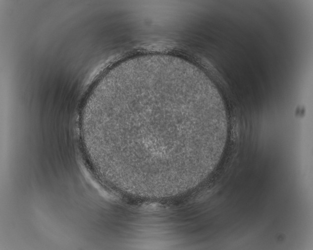 X0000110960634200907311107