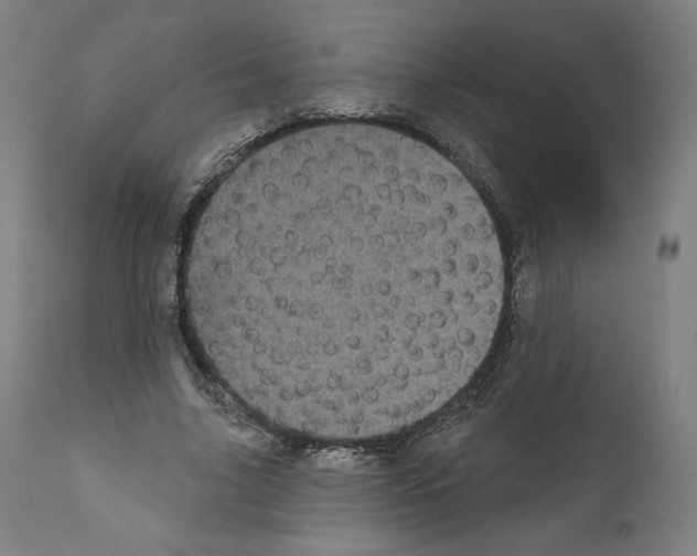 X0000110960635200907311107
