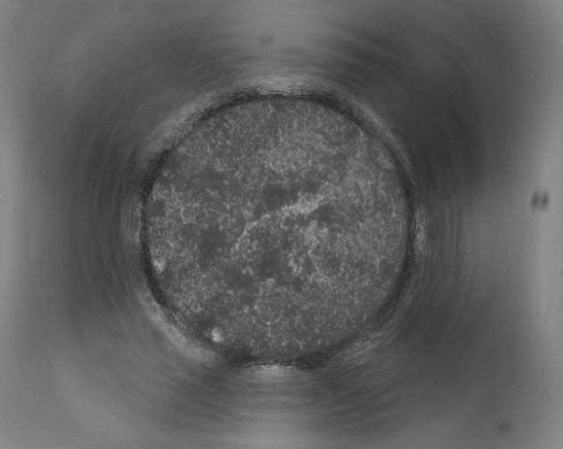 X0000110960637200907311107