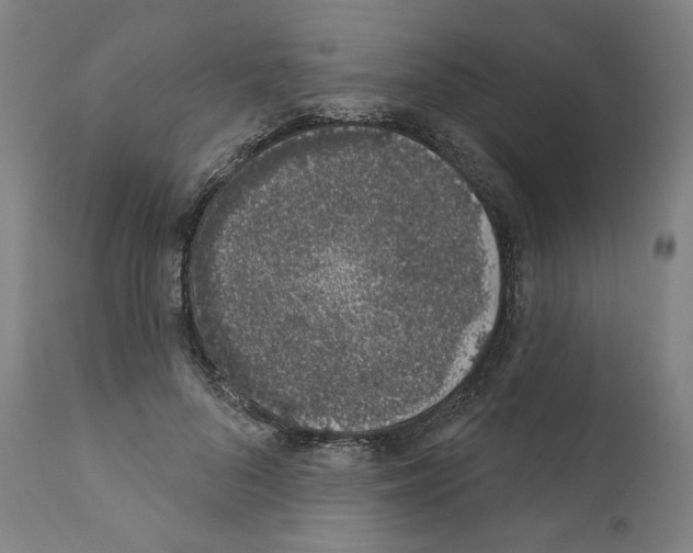 X0000110960696200907311106
