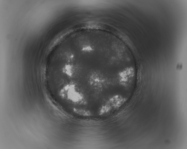X0000110960722200907311105