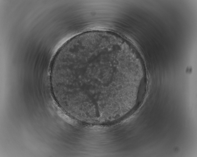 X0000110960779200907311105