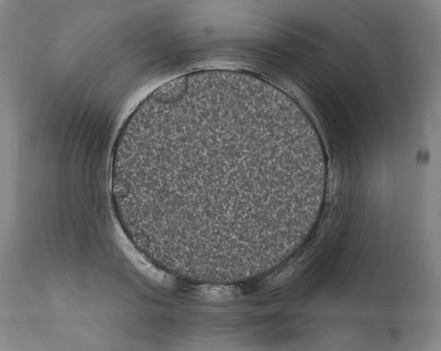 X0000110960795200907311105