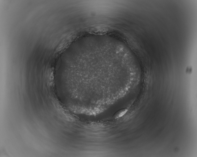 X0000110960818200907311104