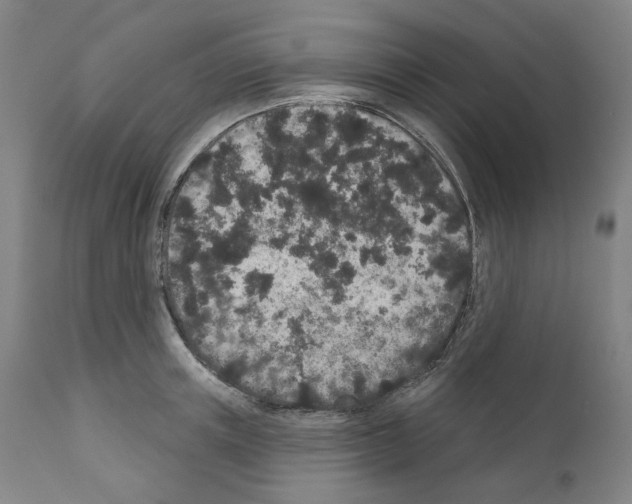 X0000110960851200907311104