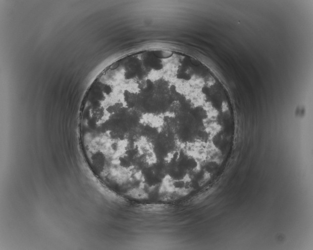 X0000110960853200907311104