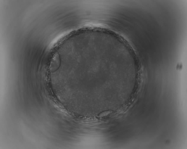 X0000110960919200907311102