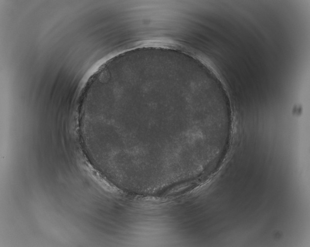 X0000110960923200907311102