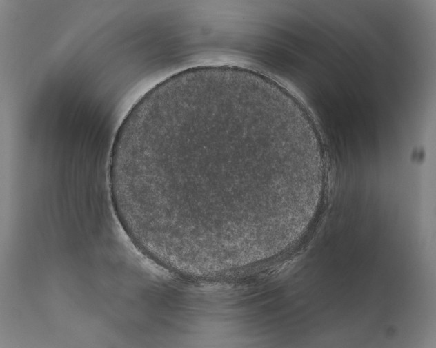 X0000110960943200907311103
