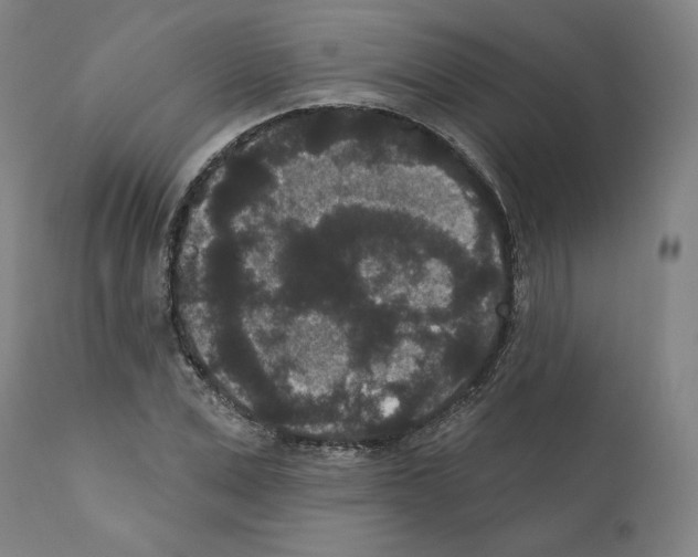 X0000110960975200907311102