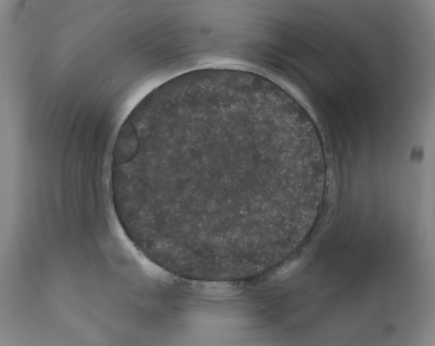 X0000110961007200907311102