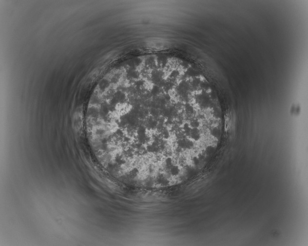 X0000110961011200907311101