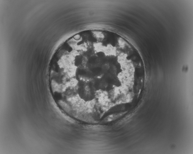 X0000110961045200907311101