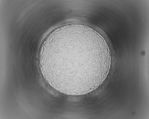 X0000110961051200907311102