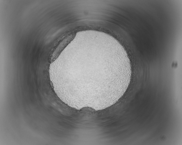 X0000110961110200907311059