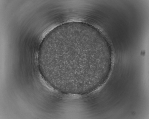 X0000110961113200907311059