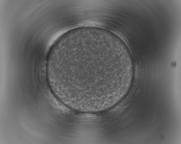 X0000110961115200907311059